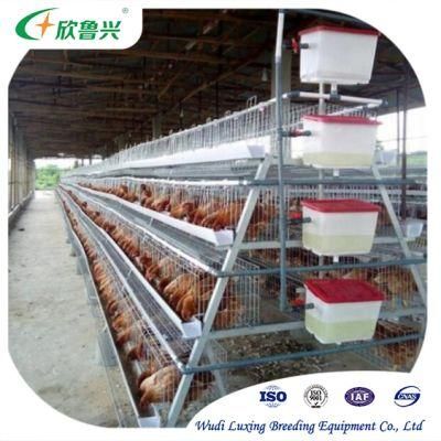 Hot-Dipped Galvanized a Type Automatic Chicken Cages Layer Poultry for Farming Equipment