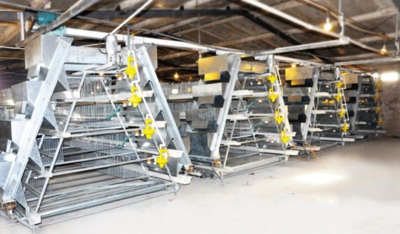 Global Galvanized Hot-Selling Large-Span Chicken House Equipment