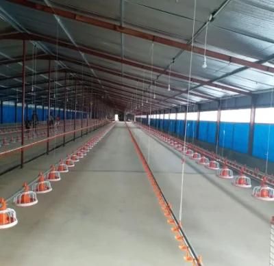 Automatic Poultry Farm Equipments Used for Chicken House for Sale
