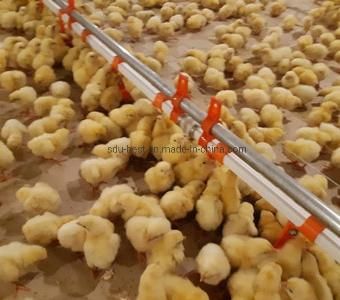 Complete Automatic Poultry Farm Equipment for Broilers and Breeders