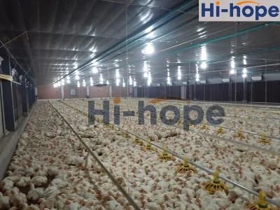 Modern Poultry Chicken Farm Equipment in Africa