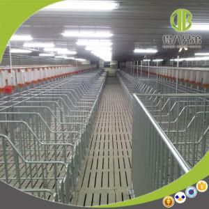 Popular Individual Stall for Protecting The Gestation Sows