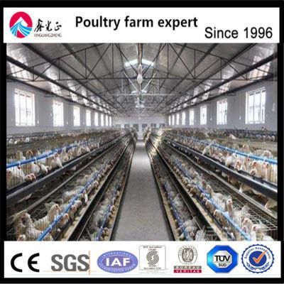 Professional Factory H-Type Layer Chicken Cage for Chicken Farm