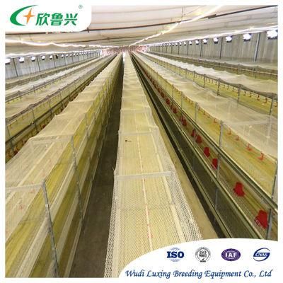 Chinese High Quality Layer and Broiler Cage Poultry Equipment One Stop Service