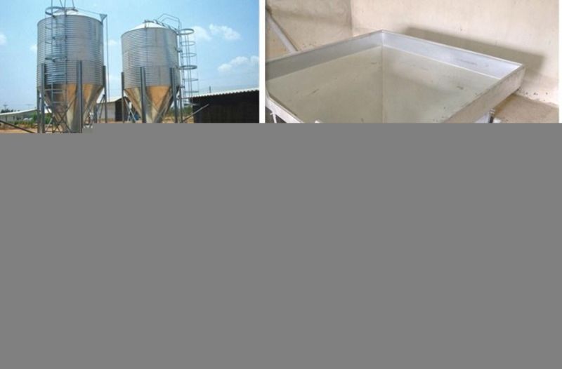 Whole Set Turnkey Project Poultry Shed Design