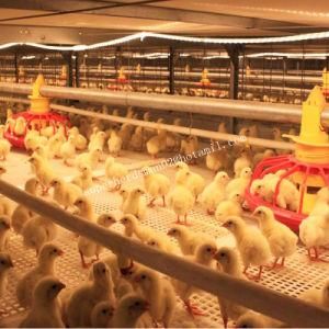 Automatic Poultry Cage for Broiler Chicken