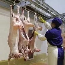 Hajj Sheep Slaughter Machine for Halal Goat Meat Butcher Abattoir