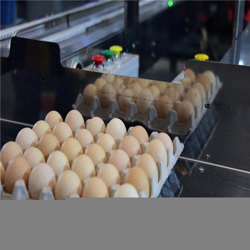 High Quality Automatic Egg Grading & Package Machine for Sale