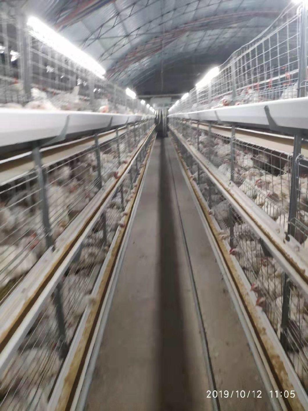 Chicken Farming Equipment Chicken Cage