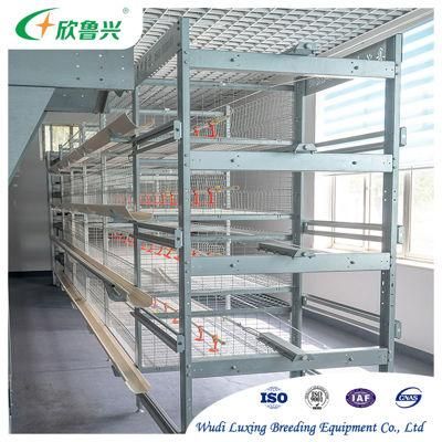 H Type Battery Cage for Poultry Layers / Automatic Chicken Laying Egg Cages / Brooder Chicken Coop