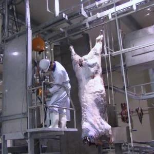 Muslim Bovine Slaughtering Equipment for Cow Meat Processing Cutting Butcher Abattoir Line
