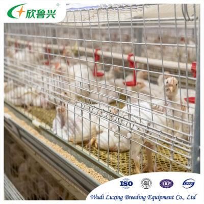 Automatic Poultry Farm Equipment Layer Broiler Battery Farming Cage for Chicken Raising