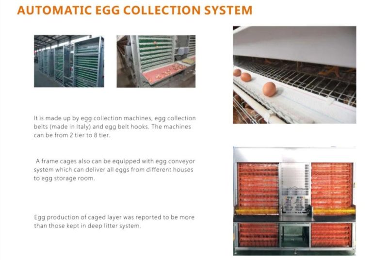 Automatic Poultry Equipment and Automatic Feeding Equipment and a Type Chicken Cage