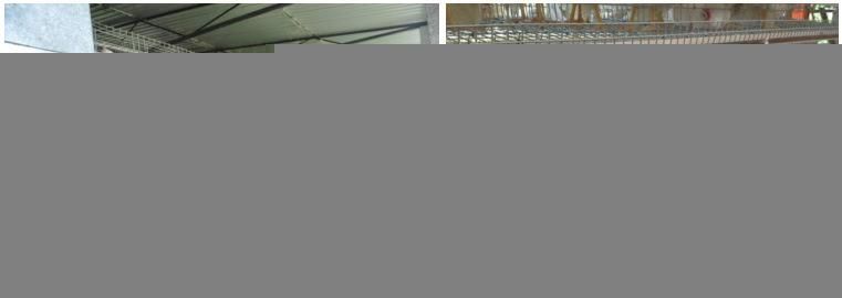 Automatic Egg Collection System Livestock Machinery Layer Cage Poultry Farm