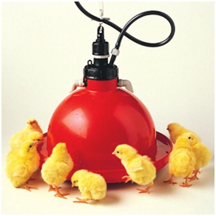 Automatic PE Material Plasson Chicken Drinker for Poultry Farm