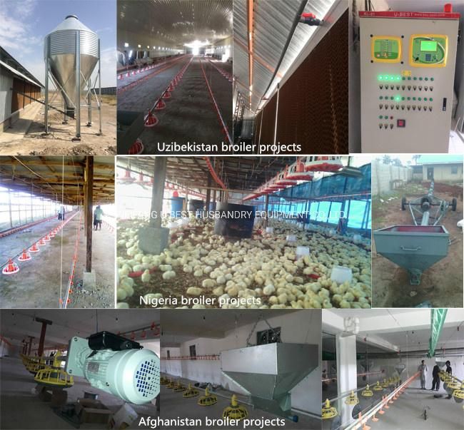 CE Approved Automatic Floor Feeding Poultry Equipment for Broiler/Layer Chicken