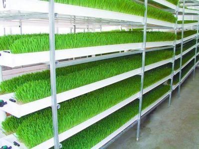 Indoor Hydroponic Microgreen Growing Equipment Aeroponic Fodder Tray System