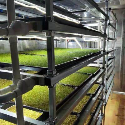 Hydroponics System in Greenhouse for Growing and Annimal Feed