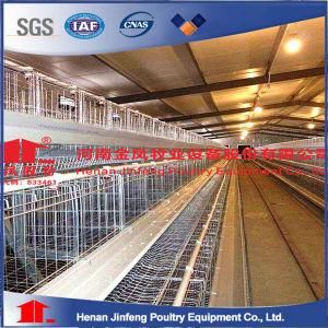 Fully Automatic a Frame Layer Chicken Raising Equipment