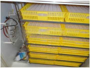 5280 Chicken Egg Incubator with Hatching