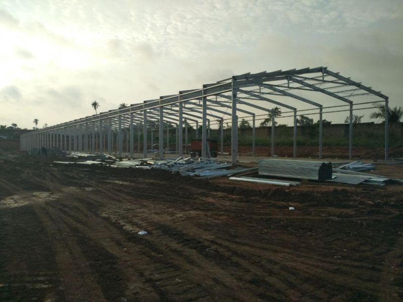 Steel Structure Layer Chicken House with Equipment