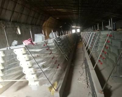 Stepped Egg Quail Cage Equipment