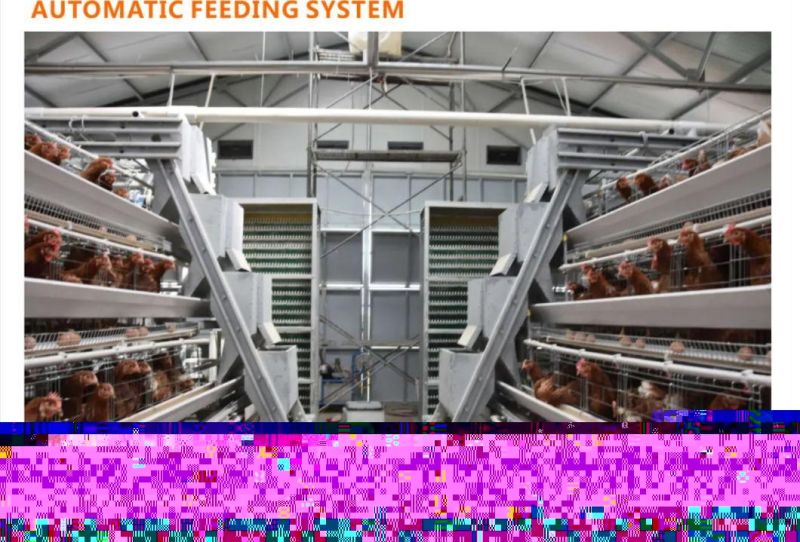 a Type Poultry Farming Auto-Equipment and Cage for Sales