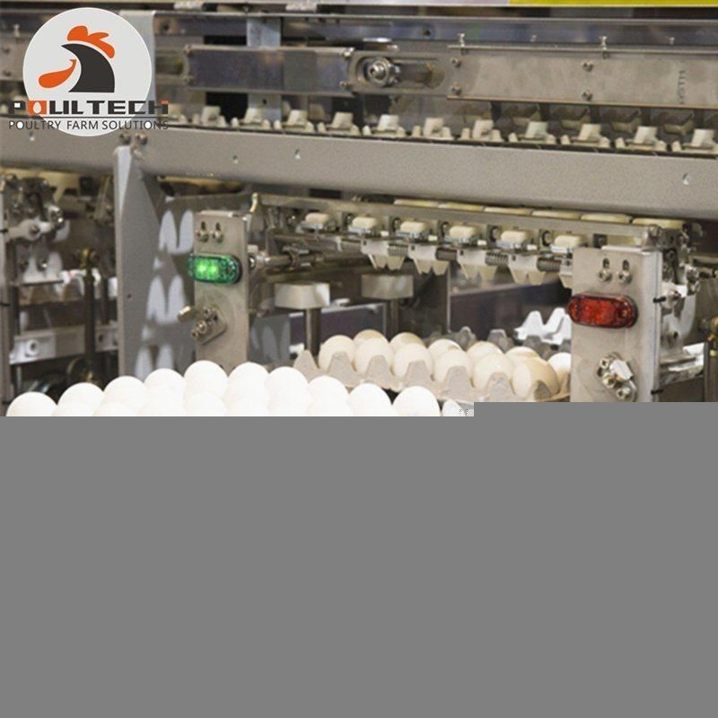 Chicken Egg Grading & Package Machine for Poultry Farm 60000 Eggs/Hour