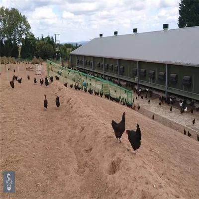 Easy Built Cost Steel Structure Poultry Farm with Automatic Equipment