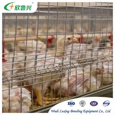 Automatic Poultry Farm Equipment Battery Farming Cage for Chicken Breeding