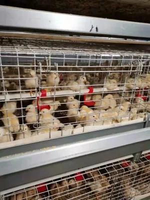 Farming Feeding Line Animal Chicken Poultry Cage for Broiler Chicken