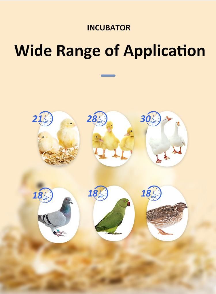 Hhd H600 Incubator Chicken Supplies for Poultry