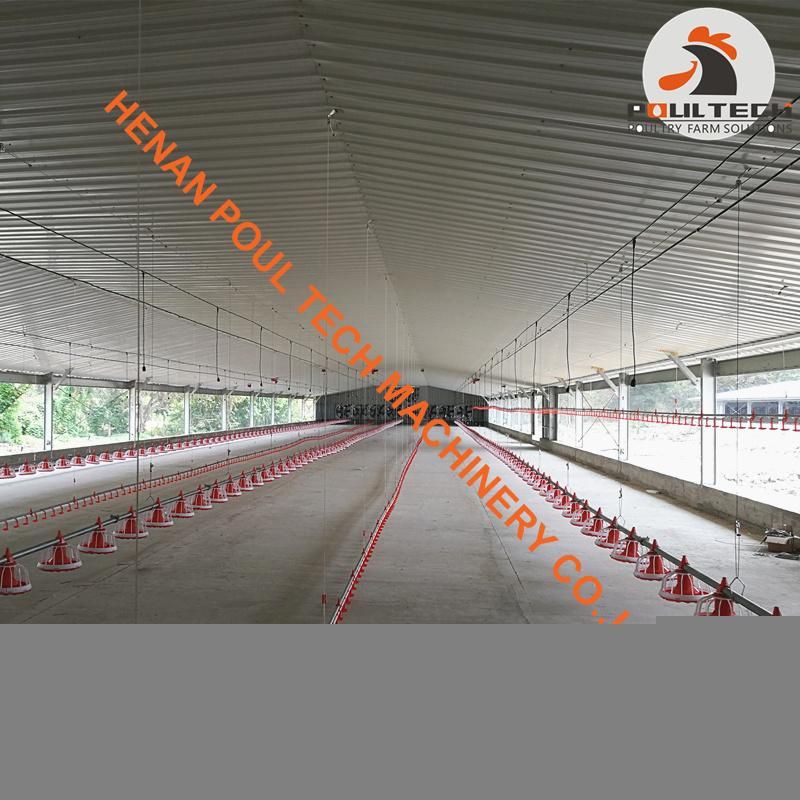 Haiti Broiler Chicken Deep Litter System