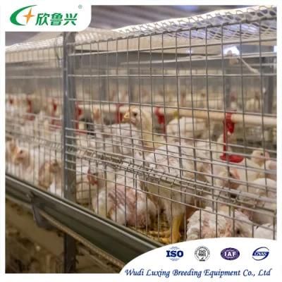 Low Price Automatic Galvanized H Type Broilers Breeding Cage System for Sale