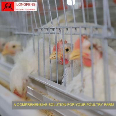 China Local After-Sale Service in Asia Poultry Farm Layer Cages Breeding Cage