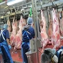 Halal Slaughtering Sheep Offal Quarantine Equipment for Ritual Goat Abattoir