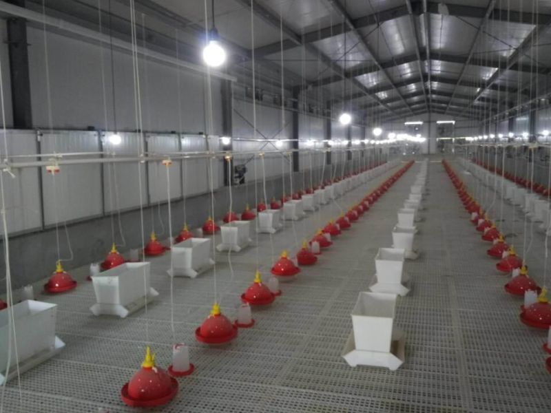 Steel Structure Duck House/Poultry House