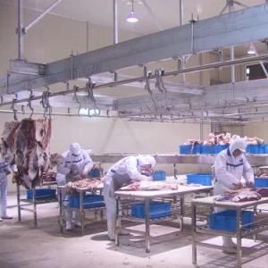 Turnkey Project Buffalo Slaughterhouse Machine for Buffalo Meat Slaughterhouse