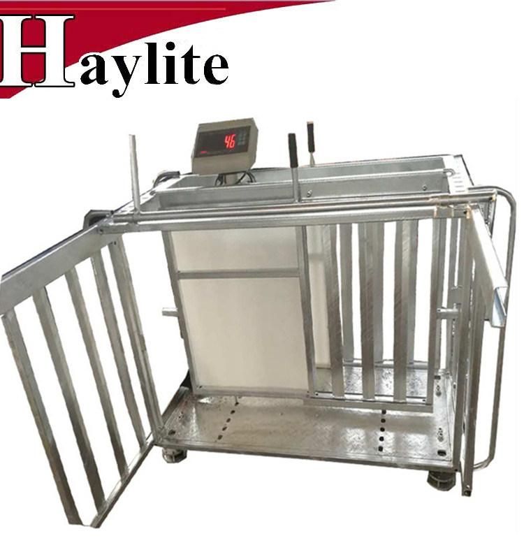 Live Sheep Goat Handling Euipment Used Auto Sheep Drafter Scale for Farm Use
