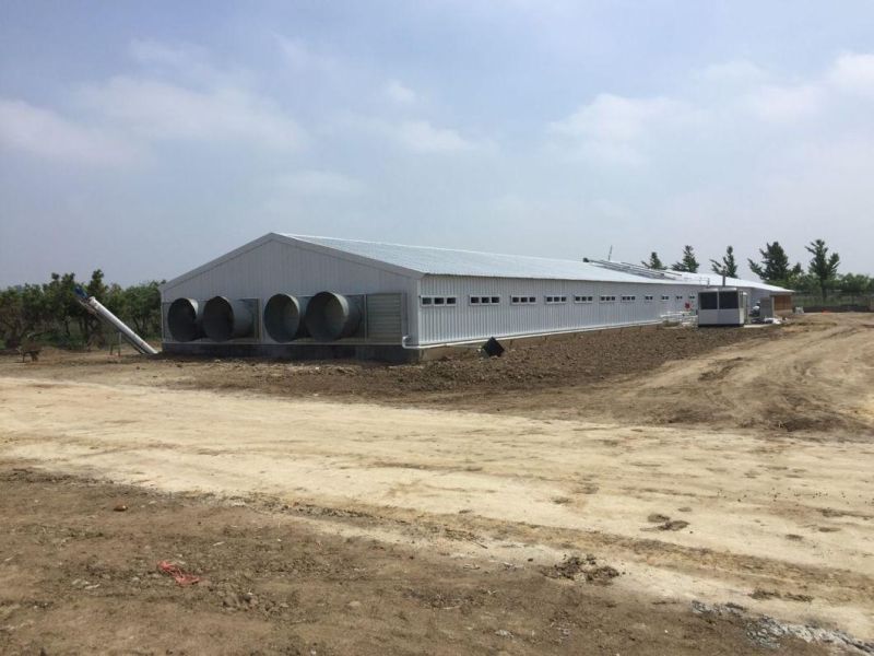 Steel Structure Chicken House