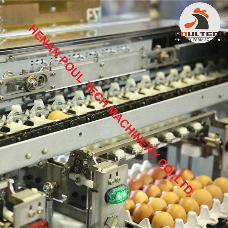 Layer Farming Egg Processing Machines Automatic Egg Grading and Packing