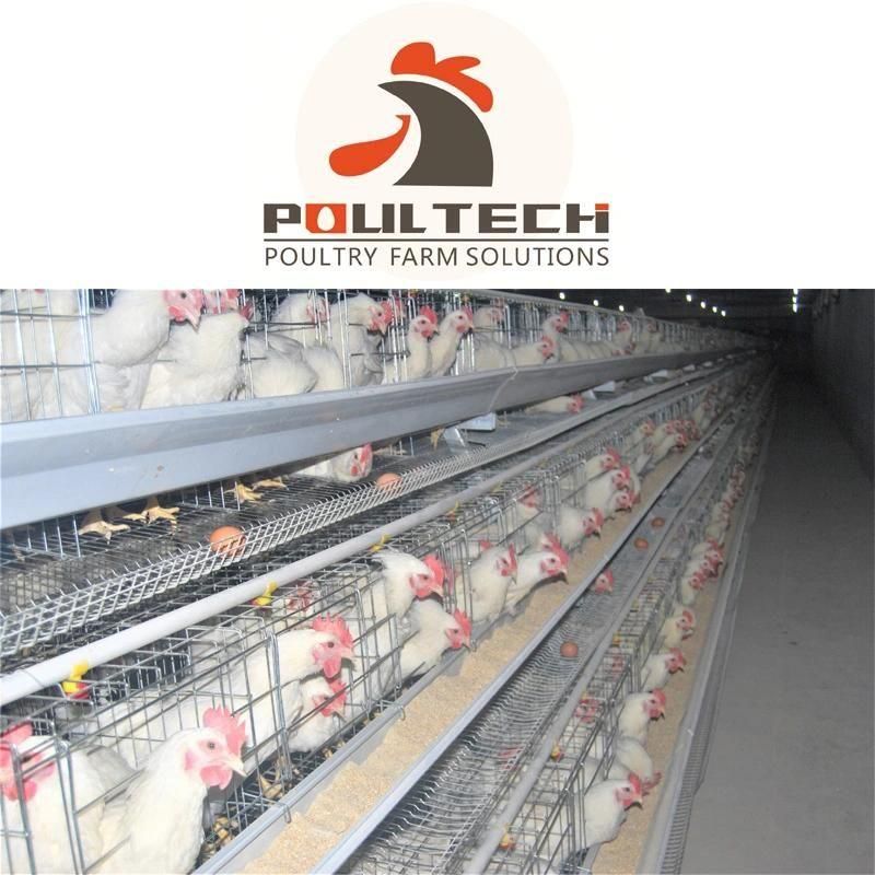 Type a Stable Automatic Chicken Cage Equipment