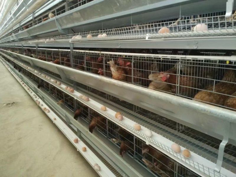 Steel Stucture Chicken House
