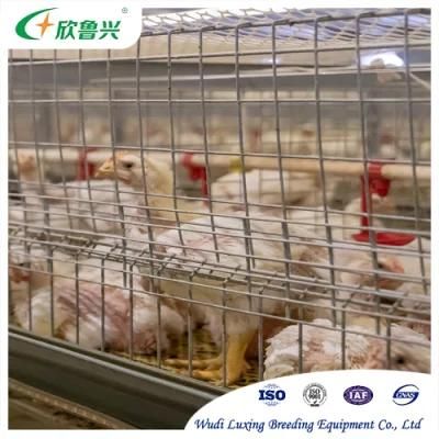 Automatic H Type Bird-Harvesting Equipment Broiler Raising Cage for Poultry Farm Battery Farming