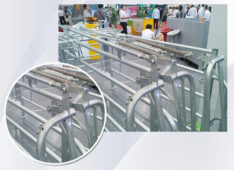 Galvanized Pipe Pig Gestation Stalls, Pig Farming Equipment