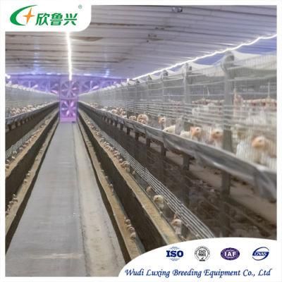 H Type Poultry Farming Full Automatic Broiler Battery Cage for Sale