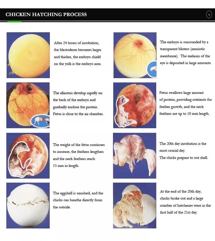 Chicken Incubator for Eggs Incubation Machine Industrial Automatic Incubator Egg Hatching Machine