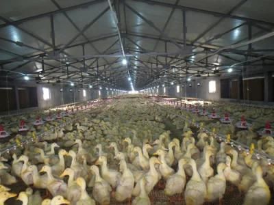 Steel Structure Duck House