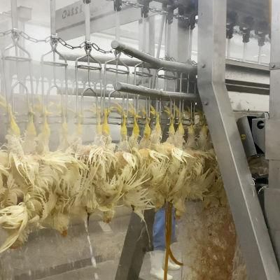 Small Scale Chicken Plucker Machine Chicken Slaughter Line to Plucking and Scalding Chicken