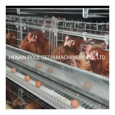 Automatic Layer Poultry Equipment Price /Battery Design Layer Chicken Cage for Sale